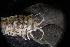  ( - LACM:DISCO:3013)  @11 [ ] CreativeCommons  Attribution (by) (2018) Natural History Museum of Los Angeles County Natural History Museum of Los Angeles County