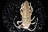  ( - LACM:DISCO:3212)  @11 [ ] CreativeCommons  Attribution (by) (2018) Natural History Museum of Los Angeles County Natural History Museum of Los Angeles County