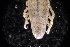  ( - LACM:DISCO:3212)  @11 [ ] CreativeCommons  Attribution (by) (2018) Natural History Museum of Los Angeles County Natural History Museum of Los Angeles County