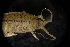  ( - LACM:DISCO:3231)  @11 [ ] CreativeCommons  Attribution (by) (2018) Natural History Museum of Los Angeles County Natural History Museum of Los Angeles County