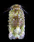  (Dynoides - LACM:DISCO:3397)  @11 [ ] CreativeCommons  Attribution (by) (2018) Natural History Museum of Los Angeles County Natural History Museum of Los Angeles County