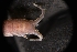  (Colidotea - LACM:DISCO:3425)  @11 [ ] CreativeCommons  Attribution (by) (2018) Natural History Museum of Los Angeles County Natural History Museum of Los Angeles County