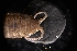  ( - LACM:DISCO:3429)  @11 [ ] CreativeCommons  Attribution (by) (2018) Natural History Museum of Los Angeles County Natural History Museum of Los Angeles County