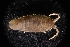  ( - LACM:DISCO:3429)  @11 [ ] CreativeCommons  Attribution (by) (2018) Natural History Museum of Los Angeles County Natural History Museum of Los Angeles County