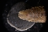  ( - LACM:DISCO:3429)  @11 [ ] CreativeCommons  Attribution (by) (2018) Natural History Museum of Los Angeles County Natural History Museum of Los Angeles County