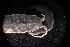  (Idotea urotoma - LACM:DISCO:3433)  @11 [ ] CreativeCommons  Attribution (by) (2018) Natural History Museum of Los Angeles County Natural History Museum of Los Angeles County