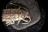  ( - LACM:DISCO:3441)  @11 [ ] CreativeCommons  Attribution (by) (2018) Natural History Museum of Los Angeles County Natural History Museum of Los Angeles County