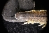  ( - LACM:DISCO:3441)  @11 [ ] CreativeCommons  Attribution (by) (2018) Natural History Museum of Los Angeles County Natural History Museum of Los Angeles County