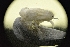  ( - LACM:DISCO:3449)  @11 [ ] CreativeCommons  Attribution (by) (2018) Natural History Museum of Los Angeles County Natural History Museum of Los Angeles County