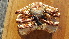  ( - LACM:DISCO:3549)  @11 [ ] CreativeCommons  Attribution (by) (2018) Natural History Museum of Los Angeles County Natural History Museum of Los Angeles County