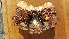  ( - LACM:DISCO:3549)  @11 [ ] CreativeCommons  Attribution (by) (2018) Natural History Museum of Los Angeles County Natural History Museum of Los Angeles County