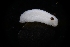  ( - LACM:DISCO:3689)  @11 [ ] CreativeCommons  Attribution (by) (2018) Natural History Museum of Los Angeles County Natural History Museum of Los Angeles County