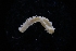  (Syllis gracilis - LACM:DISCO:3728)  @11 [ ] CreativeCommons  Attribution (by) (2018) Natural History Museum of Los Angeles County Natural History Museum of Los Angeles County