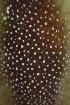  ( - LACM:DISCO:3858)  @11 [ ] CreativeCommons  Attribution (by) (2018) Natural History Museum of Los Angeles County Natural History Museum of Los Angeles County