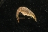  (Crangon nigromaculata - LACM:DISCO:3899)  @11 [ ] CreativeCommons  Attribution (by) (2018) Natural History Museum of Los Angeles County Natural History Museum of Los Angeles County