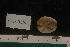  ( - LACM:DISCO:4010)  @11 [ ] CreativeCommons  Attribution (by) (2017) Natural History Museum of Los Angeles County Natural History Museum of Los Angeles County