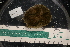  ( - LACM:DISCO:4011)  @11 [ ] CreativeCommons  Attribution (by) (2018) Natural History Museum of Los Angeles County Natural History Museum of Los Angeles County