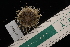  ( - LACM:DISCO:4012)  @11 [ ] CreativeCommons  Attribution (by) (2018) Natural History Museum of Los Angeles County Natural History Museum of Los Angeles County