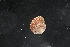  (Calliostoma turbinum - LACM:DISCO:4037)  @11 [ ] CreativeCommons  Attribution (by) (2018) Natural History Museum of Los Angeles County Natural History Museum of Los Angeles County