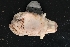  ( - LACM:DISCO:4047)  @11 [ ] CreativeCommons  Attribution (by) (2018) Natural History Museum of Los Angeles County Natural History Museum of Los Angeles County