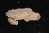  ( - LACM:DISCO:4047)  @11 [ ] CreativeCommons  Attribution (by) (2018) Natural History Museum of Los Angeles County Natural History Museum of Los Angeles County