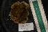  ( - LACM:DISCO:4091)  @11 [ ] CreativeCommons  Attribution (by) (2018) Natural History Museum of Los Angeles County Natural History Museum of Los Angeles County