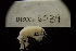  ( - LACM:DISCO:6039)  @11 [ ] CreativeCommons  Attribution (by) (2018) Natural History Museum of Los Angeles County Natural History Museum of Los Angeles County