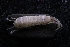  (Ampithoe plumulosa - LACM:DISCO:6104)  @11 [ ] CreativeCommons  Attribution (by) (2018) Natural History Museum of Los Angeles County Natural History Museum of Los Angeles County