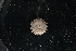  ( - LACM:DISCO:6610)  @11 [ ] CreativeCommons  Attribution (by) (2018) Natural History Museum of Los Angeles County Natural History Museum of Los Angeles County
