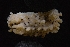  ( - LACM:DISCO:6741)  @11 [ ] CreativeCommons  Attribution (by) (2018) Natural History Museum of Los Angeles County Natural History Museum of Los Angeles County
