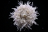  ( - LACM:DISCO:6985)  @11 [ ] CreativeCommons  Attribution (by) (2018) Natural History Museum of Los Angeles County Natural History Museum of Los Angeles County