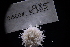  ( - LACM:DISCO:6985)  @11 [ ] CreativeCommons  Attribution (by) (2018) Natural History Museum of Los Angeles County Natural History Museum of Los Angeles County