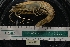  ( - LACM:DISCO:7069)  @11 [ ] CreativeCommons  Attribution (by) (2018) Natural History Museum of Los Angeles County Natural History Museum of Los Angeles County