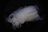  ( - LACM:DISCO:7246)  @11 [ ] CreativeCommons  Attribution (by) (2018) Natural History Museum of Los Angeles County Natural History Museum of Los Angeles County