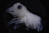  ( - LACM:DISCO:7246)  @11 [ ] CreativeCommons  Attribution (by) (2018) Natural History Museum of Los Angeles County Natural History Museum of Los Angeles County