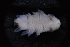  ( - LACM:DISCO:7248)  @11 [ ] CreativeCommons  Attribution (by) (2018) Natural History Museum of Los Angeles County Natural History Museum of Los Angeles County