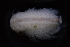  ( - LACM:DISCO:7251)  @11 [ ] CreativeCommons  Attribution (by) (2018) Natural History Museum of Los Angeles County Natural History Museum of Los Angeles County