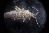  ( - LACM:DISCO:7269)  @11 [ ] CreativeCommons  Attribution (by) (2018) Natural History Museum of Los Angeles County Natural History Museum of Los Angeles County