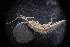  ( - LACM:DISCO:7269)  @11 [ ] CreativeCommons  Attribution (by) (2018) Natural History Museum of Los Angeles County Natural History Museum of Los Angeles County
