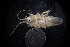  (Synidotea harfordi - LACM:DISCO:7269)  @11 [ ] CreativeCommons  Attribution (by) (2018) Natural History Museum of Los Angeles County Natural History Museum of Los Angeles County