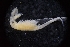  ( - LACM:DISCO:7330)  @11 [ ] CreativeCommons  Attribution (by) (2018) Natural History Museum of Los Angeles County Natural History Museum of Los Angeles County