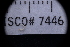  ( - LACM:DISCO:7446)  @11 [ ] CreativeCommons  Attribution (by) (2018) Natural History Museum of Los Angeles County Natural History Museum of Los Angeles County