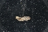  (Upogebia macginitieorum - LACM:DISCO:7783)  @11 [ ] CreativeCommons  Attribution (by) (2018) Natural History Museum of Los Angeles County Natural History Museum of Los Angeles County