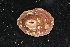  ( - LACM:DISCO:7859)  @11 [ ] CreativeCommons  Attribution (by) (2018) Natural History Museum of Los Angeles County Natural History Museum of Los Angeles County