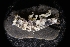  (Synidotea ritteri - LACM:DISCO:2701)  @11 [ ] CreativeCommons  Attribution (by) (2018) Natural History Museum of Los Angeles County Natural History Museum of Los Angeles County