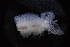  ( - LACM:DISCO:7234)  @11 [ ] CreativeCommons  Attribution (by) (2018) Natural History Museum of Los Angeles County Natural History Museum of Los Angeles County