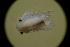  ( - LACM:DISCO:7236)  @11 [ ] CreativeCommons  Attribution (by) (2018) Natural History Museum of Los Angeles County Natural History Museum of Los Angeles County