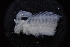  ( - LACM:DISCO:7234)  @11 [ ] CreativeCommons  Attribution (by) (2018) Natural History Museum of Los Angeles County Natural History Museum of Los Angeles County