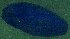  (Galatheathuria - DSB_127)  @11 [ ] Copyright (2015) Pedro Martinez Arbizu German Center for Marine Biodiversity Research