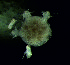  (Silax - DSB_94)  @11 [ ] Copyright (2015) Pedro Martinez Arbizu German Center for Marine Biodiversity Research